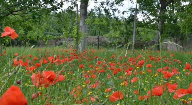 Il Giardino del Sole, Buchen Sie Hotel Roccarainola Kampanien