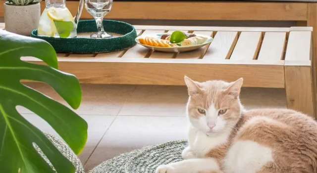 Апартаменты Tree Olive Athens - Immitos Fully Equipped Getaway