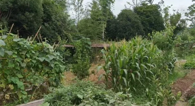 Floral Hotel·Jiuhua Mountain Underbloom Homestay, Book Hotel Hoteller i Chizhou med pool, Swimmingpool