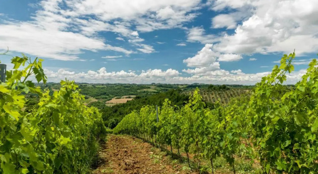 Номер Standard Agriturismo Il Torriano