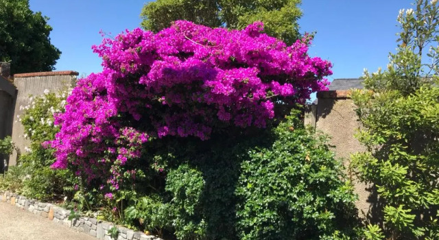 Casa Felina, Buchen Sie Hotel Wellington Nordinsel