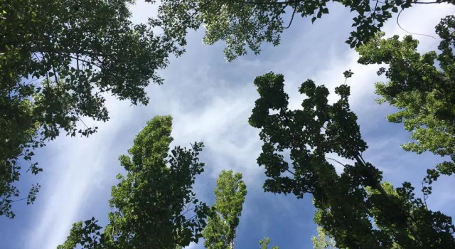 Бунгало Bosque De Sol