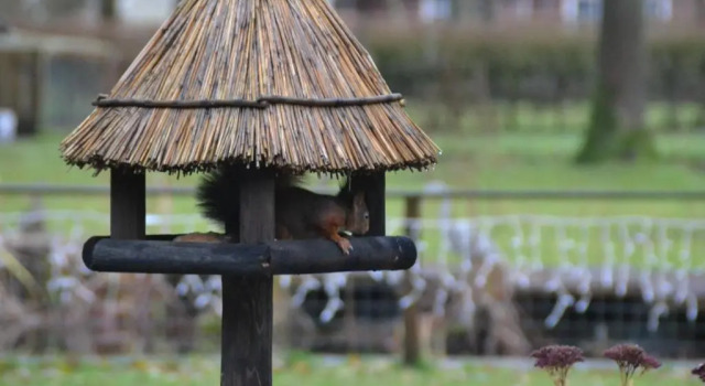 reiger