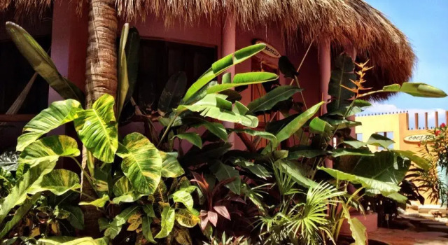 Кровать в общем номере One Love Hostal Puerto Escondido