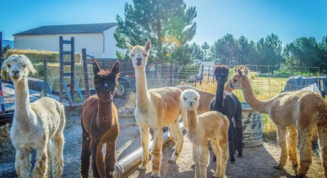 Коттедж The Farmhouse at Grand Valley Getaway w/ Alpacas!