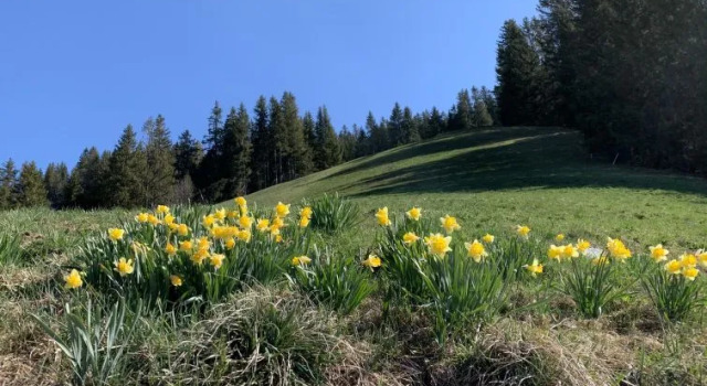 Meieli, Забронировать Апартаменты/квартира Апартаменты Simmental, Апартаменты/квартира