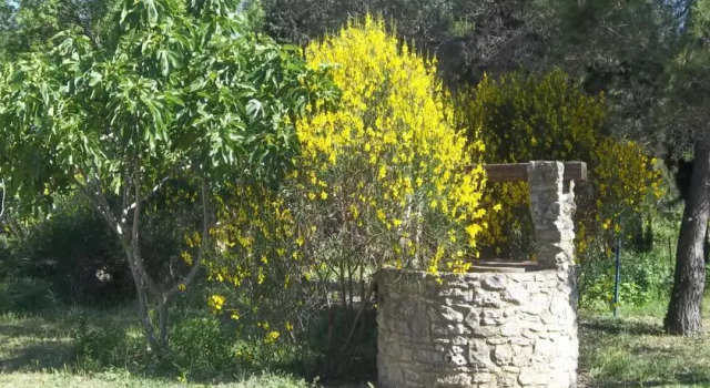 Le Petit Frigouyé