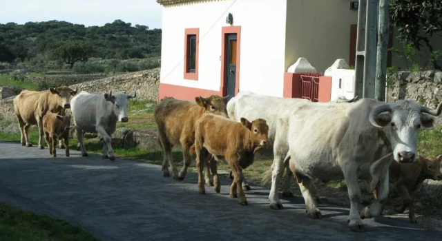 Вилла Casas da Estação, Country Houses