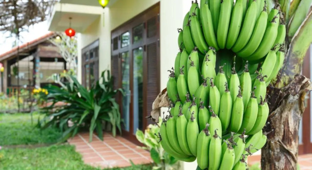 Номер Superior Lama Villa Hoi An