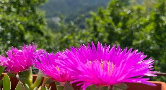Geckos House, Prenota Hotel Sesta Godano Liguria