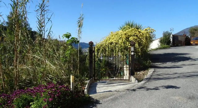 La vigne sous les pins