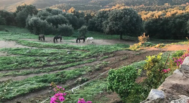 Can Maimes, Prenota Appartamento Hotel a Pirenei Catalani con piscina, Piscina
