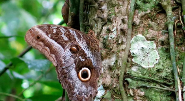 Номер Standard Yacumaman Sanctuary