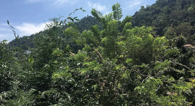 kandy home stay villa