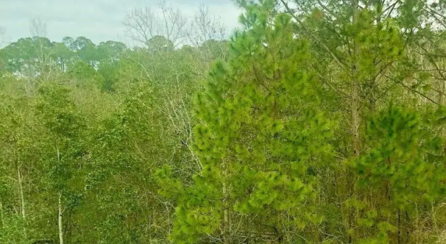 Четырёхместный номер Standard Fairfield by Marriott Inn & Suites Pensacola Pine Forest
