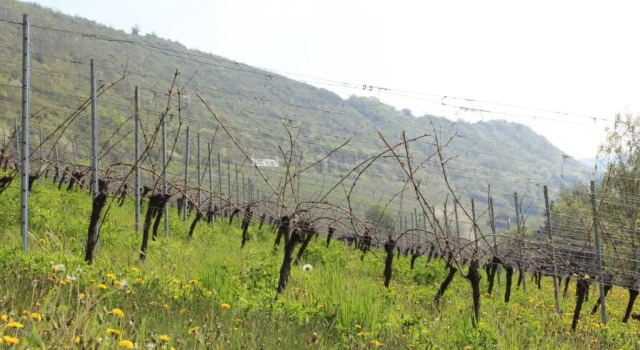 Ferienwohnung Weingut Kloster Pforta, Prenota Appartamento Hotel a Garz con parcheggio, Parcheggio
