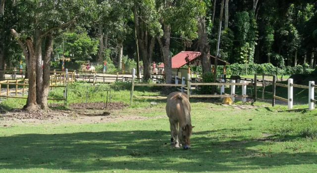 Ranch Black Horse