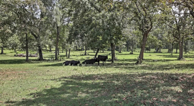 Tranquil Plantersville Cabin: Farm Animals On-site, Buchen Sie Bauernhof Plantersville USA