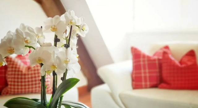 Семейный номер Standard Altstadthotel Molitor