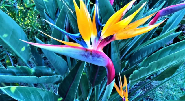 Коттедж Surf Beach_Santa Barbara Secret Gardens