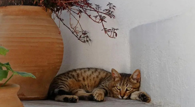 Коттедж Moscha's Pink House in Chalki