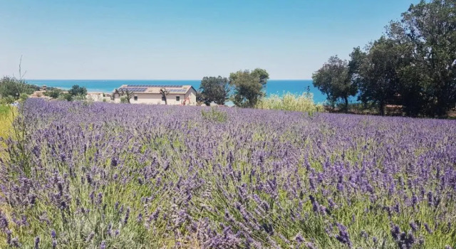 Номер Deluxe Agriturismo Il Colle Dei Lecci