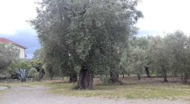 B&B Oliveto Longo, Book Bed and Breakfast Rossano Calabria
