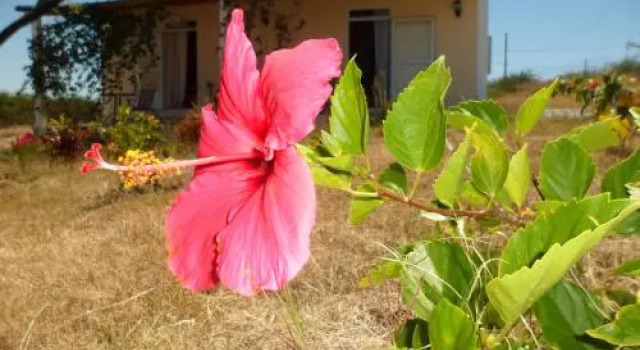 Chez Mimi, Rezerwuj Hotel Port Mathurin Rodrigues Island