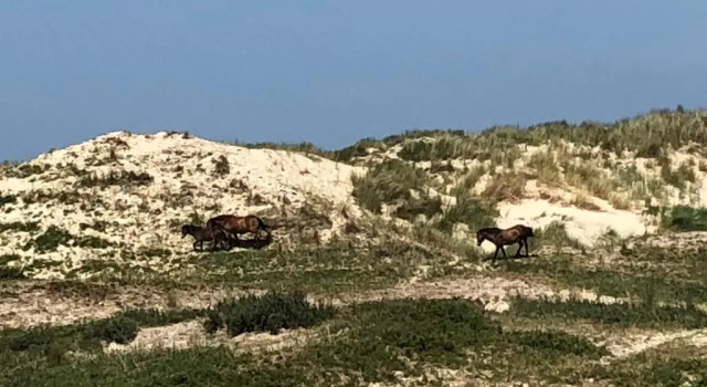 Коттедж Ferienhaus Glücklich am Meer 3