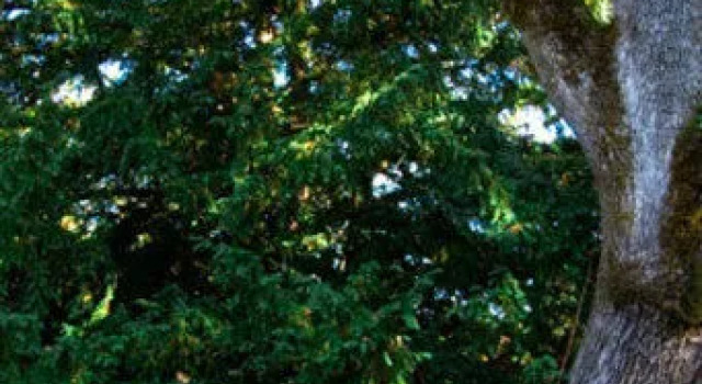 Quamichan Inn, Buchen Sie Hotel North Cowichan Kanada