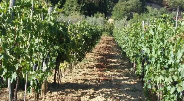 Agriturismo San Giovanni, Забронировать Отель Отели Четона с бассейном, Бассейн
