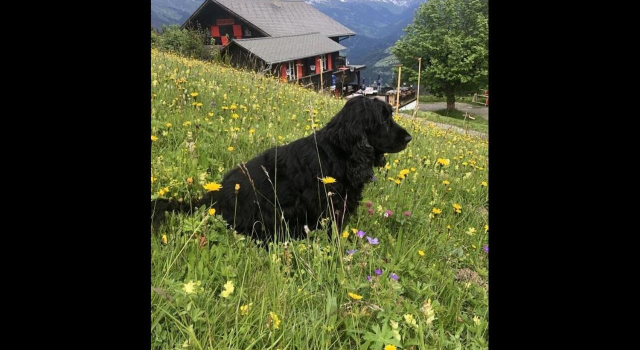 Bergpension Battagliahütte, 预订 酒店 库尔瓦尔登 格劳宾登州