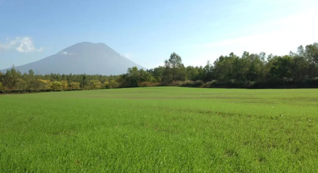 Одноместный номер Standard Hotel Resort Inn Niseko