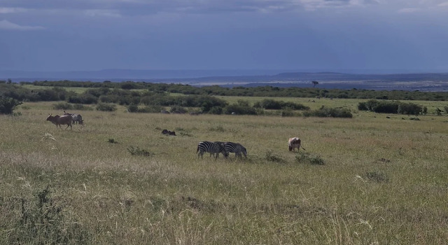 Номер Standard Amanya Sunset Star Bed Masai Mara