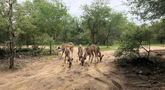 Коттедж Lion Hill @Kruger