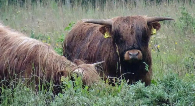 Коттедж Prachtige woning aan de duinen