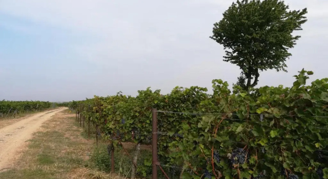 Ferienwohnung Südpfalz, Забронировать Апартаменты/квартира Апартаменты Pfalz, Апартаменты/квартира