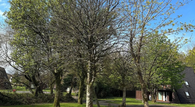 Hytte Lodge 22, Bodmin Holiday Park, Cornwall