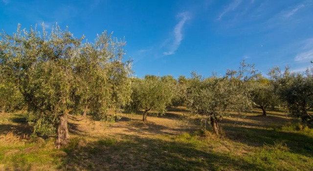 Апартаменты Agriturismo La Montagnola