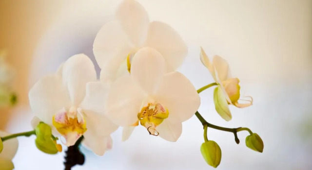 Одноместный номер Standard Hotel Birke, Ringhotel Kiel