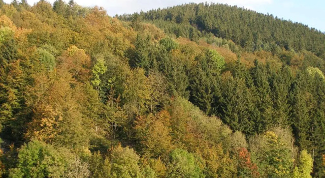 Двухместный номер Standard Pension Haus Waldfrieden, MeineCardPlus inklusive
