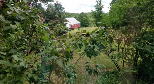 Номер Premium Maple Hill Farm Inn