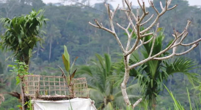 Geriya Homestay, Buchen Sie Hotel Tampaksiring Gianyar