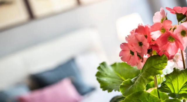 Апартаменты Isola Bella Apartments, Suite