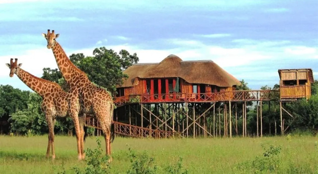 Двухместный номер Deluxe с балконом Pezulu Tree House Lodge