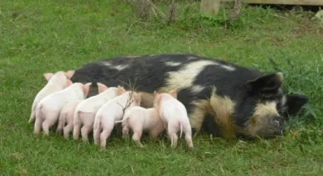 Waitomo Farmstay