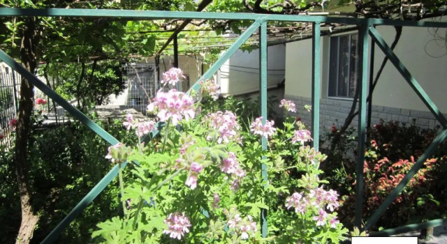 Студия Guest House and Tavern Leo