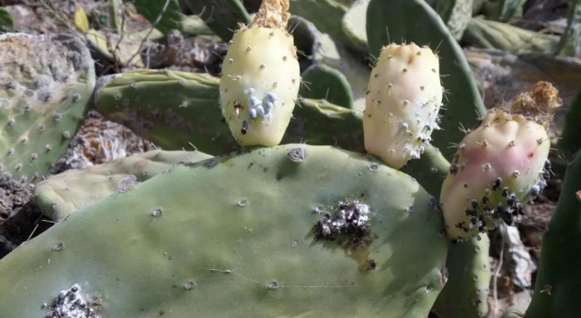 Коттедж Finca de los Abuelos