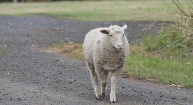 Вилла Deluxe Bimbadeen Phillip Island Farm Retreats
