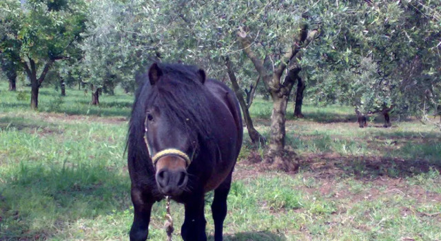 Agriturismo Frantoio Mafrica, Book Hotel Limbadi Calabria